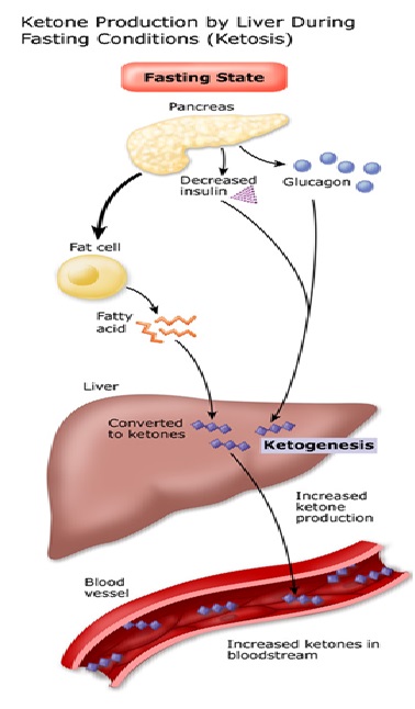 What is Ketosis? How does the keto diet work? – Top-low-carb-diets.com